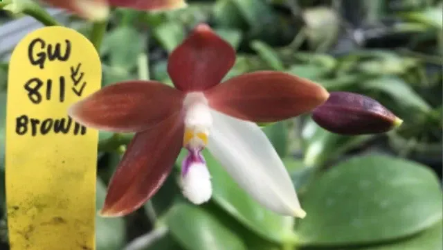 Phalaenopsis tetraspis 'Dark Brown with White'