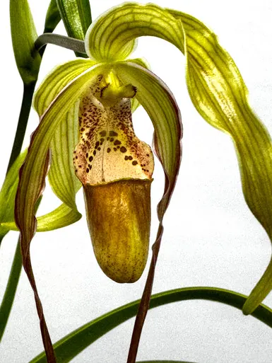 Phragmipedium Paul Eugene Conroy
