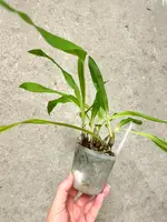 Ancistrochilus rothschildanus | SapphireChild Orchids