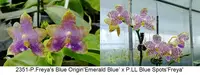 FY2351 Phalaenopsis Freya's Blue Origin x P.LL Blue Spots - Seed Grown