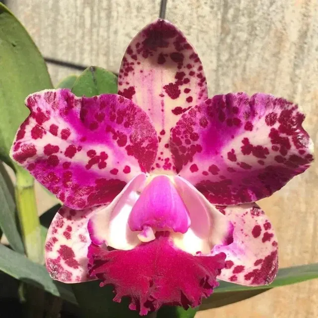 Cattleya Da Sha Cognac (Cattleya)