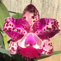 Cattleya Da Sha Cognac
