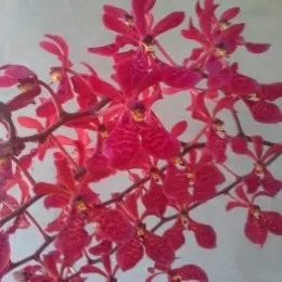 Renanthera Kalsom X Renanthera Philippinensis (Renanthera)