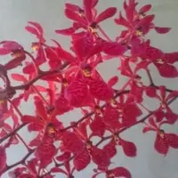 Renanthera Kalsom X Renanthera Philippinensis