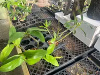 Dendrobium thyrsiflorum