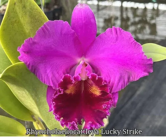 Rhyncholaeliocattleya Lucky Strike (Rhyncholaeliocattleya)
