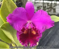 Rhyncholaeliocattleya Lucky Strike — No