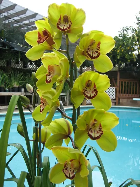 Cymbidium Erythraeum Paradise X Cym. Vanguard 2N +O 'Mas Beauty'