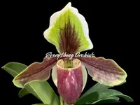 Paphiopedilum Hengduan’s Qin (helenae x villosum v. annamense) (2″ pot)