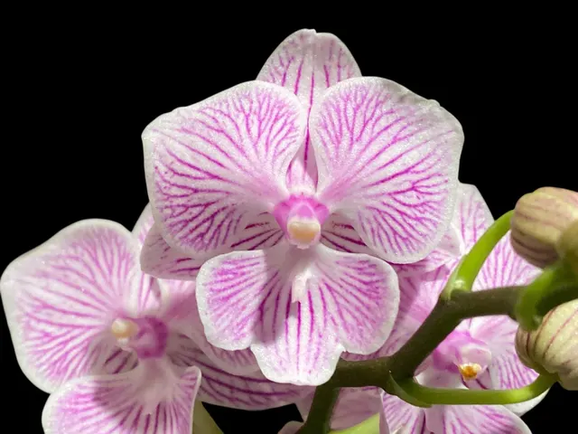 Phalaenopsis Tying Shin World Class