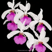 Holcoglossum Kimballianum sp. Orchid Plant - BS