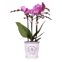 Paarse orchidee Vienna in Malaga pot lila