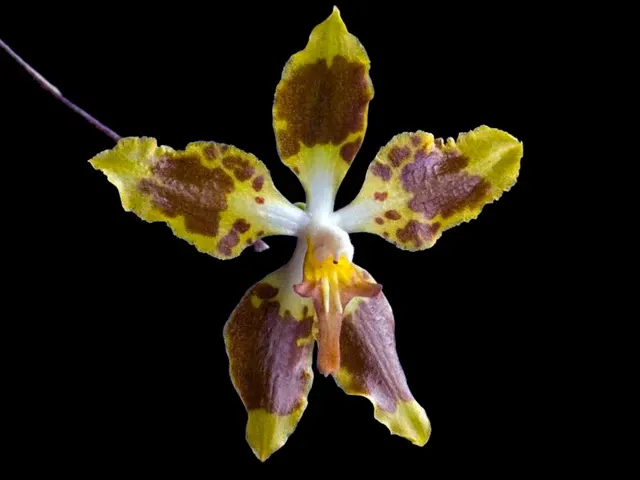 Oncidium povedanum (Oncidium)