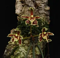 Paraphalaenopsis labukensis