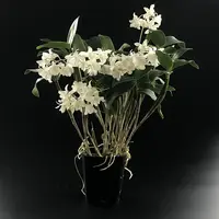 Dendrobium Mini Snowflake (aberrans x johnsoniae) — In Bud/Spike