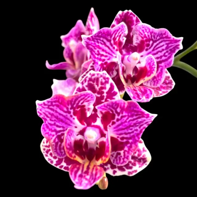 Phalaenopsis Lianher Happy Go