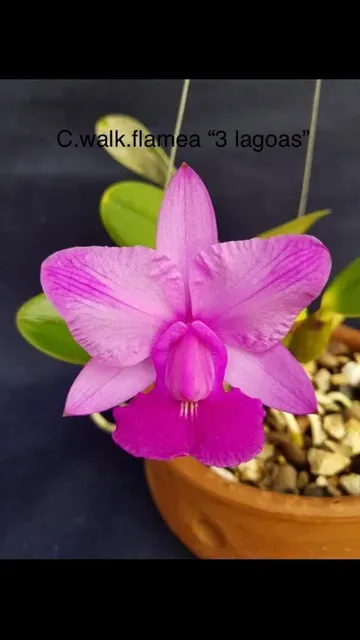 Cattleya walkeriana flamea '3 Lagoas'