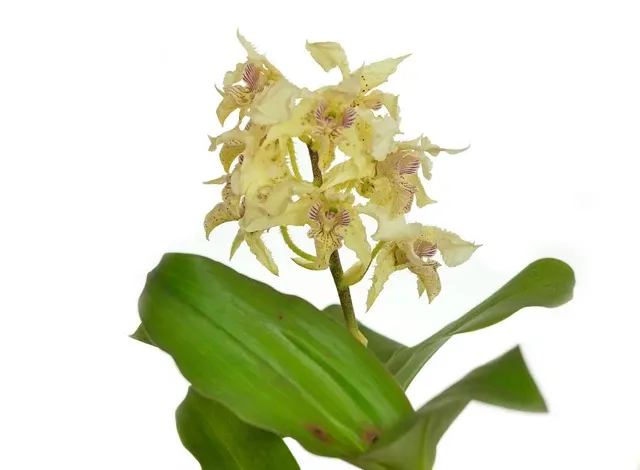 Dendrobium polysema var pallidum