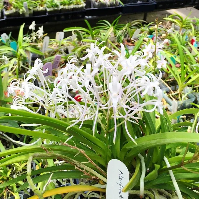 Neofinetia falcata species