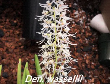Dendrobium wassellii (Dendrobium)