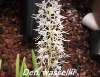 Den. (Doc.) wassellii (division) (KY461D) ( - - wassellii ) Doc.=Dockrillia