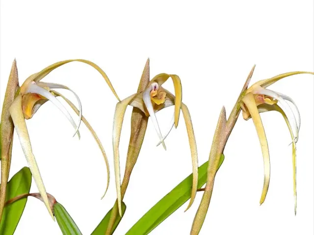Maxillaria dalessandroi (Maxillaria)