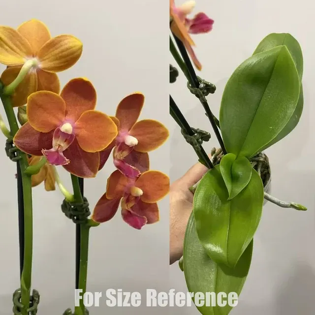 Phalaenopsis Paprika