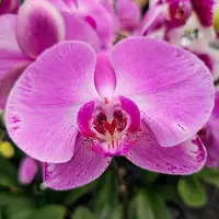 Phalaenopsis Orchid PHALA5211 Mature Plant - Ready To Flower