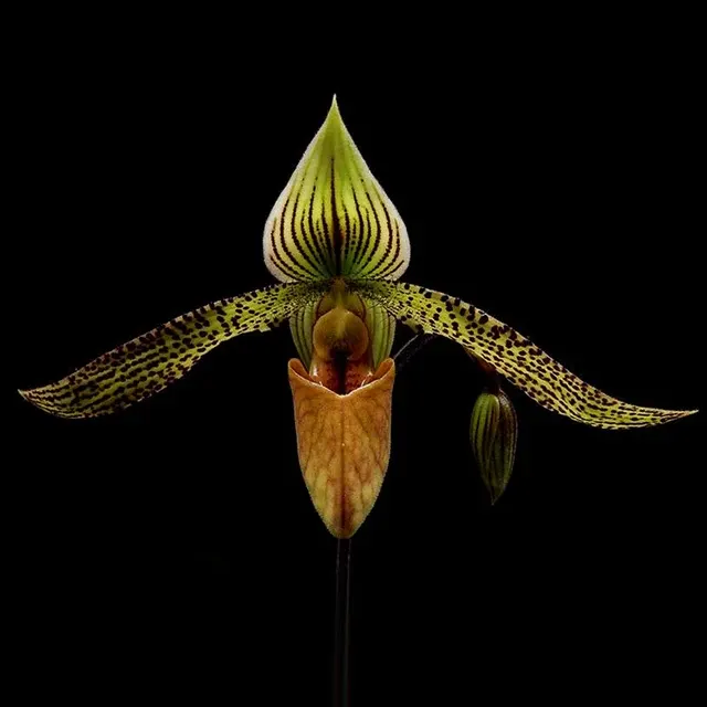 Paphiopedilum Recovery (sukhakulii x philippinense)