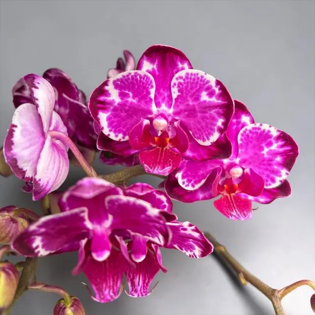 Phalaenopsis Ming Yuan Rainbow