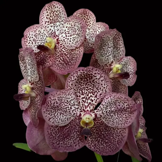 Vanda Serena Roman (Vanda)