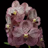 Vanda Serena Roman