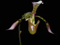 Paphiopedilum haynaldianum