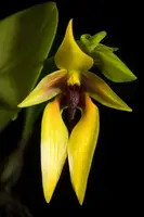 Bulbophyllum for sale