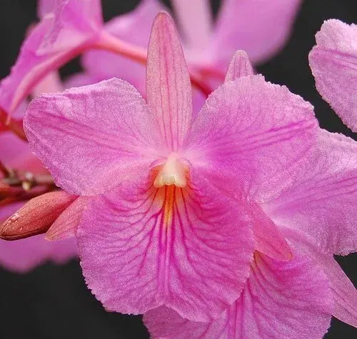 Broughtonia sanguinea × sanguinea