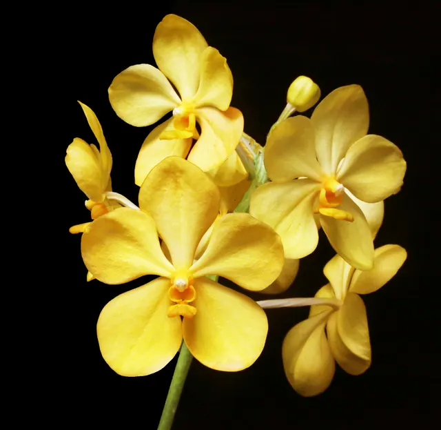 Vanda Arunee Butter Ball' 'S Honey Moon' (Vanda)