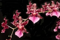 Oncidium Sharry Baby CHOCOLATE FRAGRANCE very popular, easy to grow and bloom! SEEDLING SIZE OFFERED. NOT IN BLOOM/BUD WHEN SHIPPED