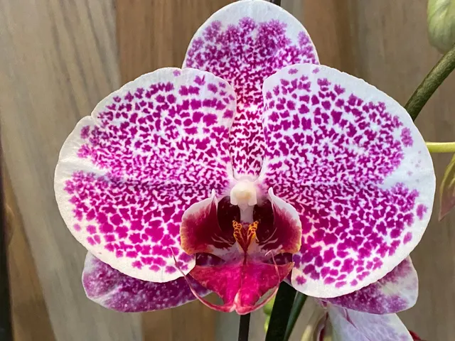 Phalaenopsis Large Leopard Prince