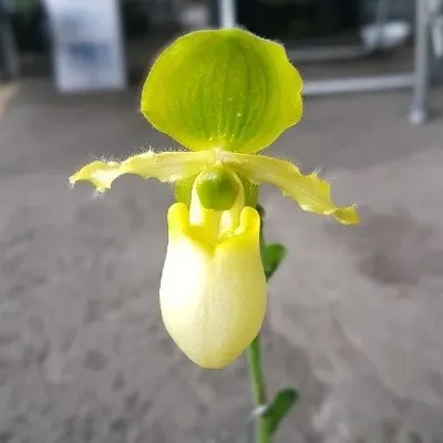 Paphiopedilium primulinium var alba (Paphiopedilum)