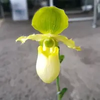 Paphiopedilium primulinium var. alba