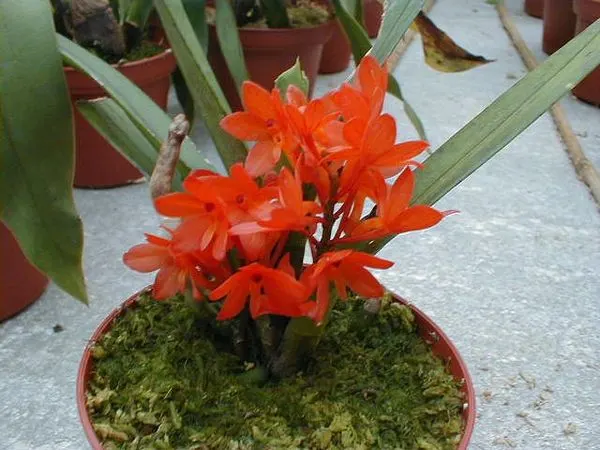 Ascocentrum ampullaceum 'new orange'