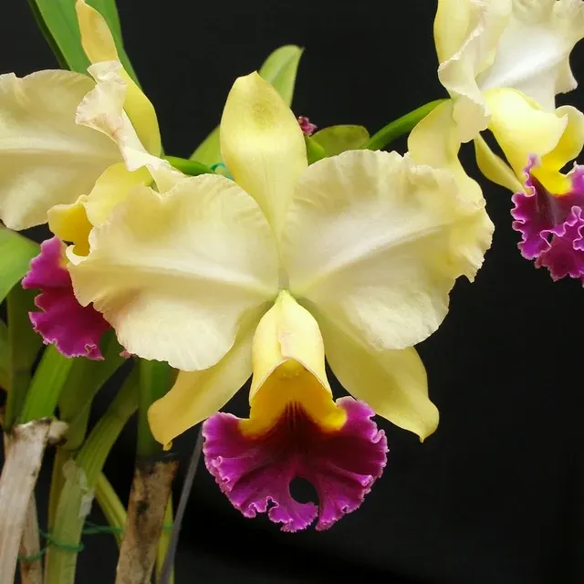 Brassolaeliocattleya Phillip Bedenbaugh (Brassolaeliocattleya)