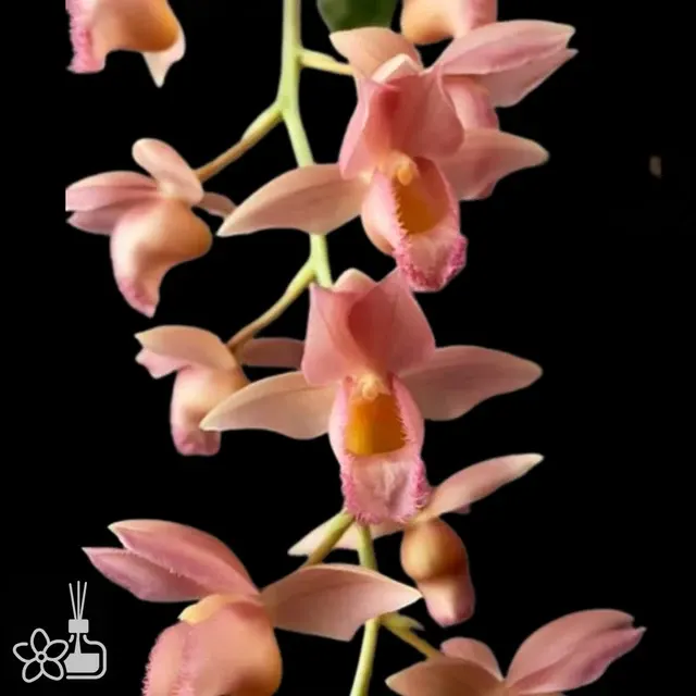 Clowesetum Pink Lemonade (Clowesetum)