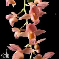 Clo. Pink Lemonade 粉色檸檬