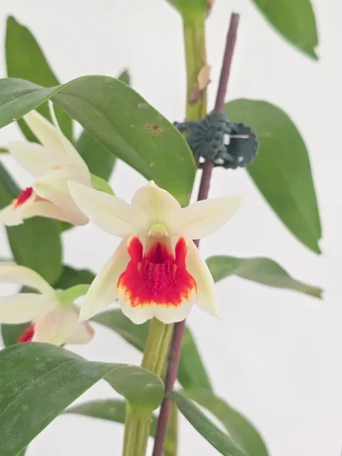 Dendrobium Baltimore Oriole (Dendrobium)
