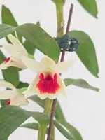 Dendrobium Baltimore Oriole