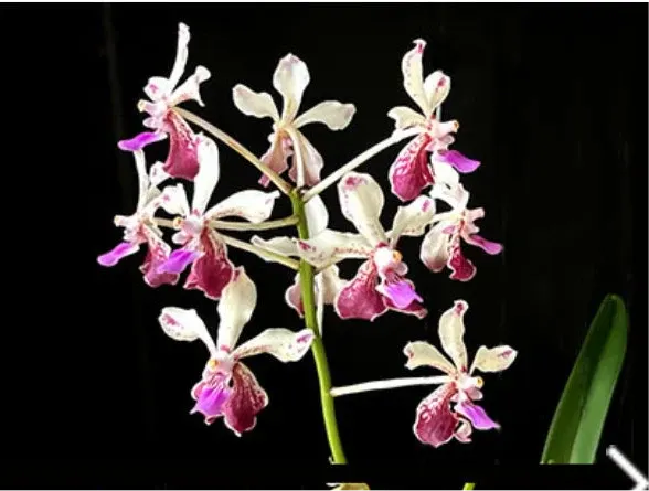 Vanda lamellata x 'Okinawa' (Vanda)