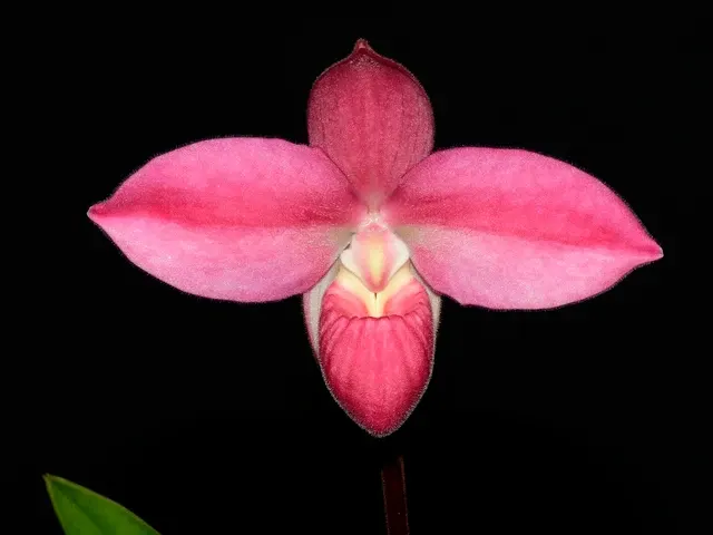 Phragmipedium Eugene Banziger 'Ecuagenera'