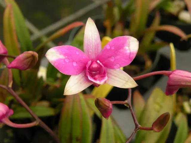Dendrobium Cherry Song