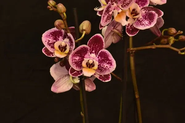 Phalaenopsis 'Sweety'